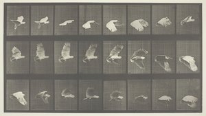 Lokomocja zwierząt, Tablica 758, 1887. autorstwa Eadweard Muybridge