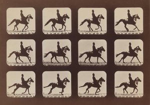 Postawy zwierząt w ruchu, 1879, wydrukowane 1881. autorstwa Eadweard Muybridge