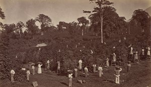 Zbiór kawy, Las Nubes-Gwatemala, 1875. autorstwa Eadweard Muybridge