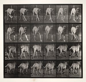 Straszny kłus, 1887. autorstwa Eadweard Muybridge