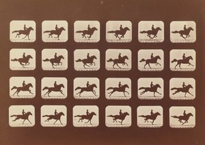 Konie. Działanie. Phyrne L. nr 40, 1879. autorstwa Eadweard Muybridge