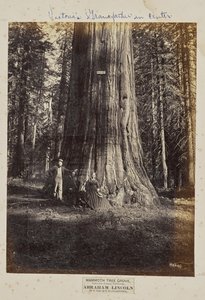 Mammoth Tree Grove, hrabstwo Calaveras, Kalifornia. Abraham Lincoln. 320 stóp wysokości, 54 stopy obwodu