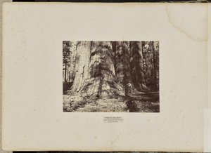 Mammoth Tree Grove, hrabstwo Calaveras, Kalifornia. Grupa czarownic z Salem. Średnia wysokość 300 stóp, obwód 65 stóp
