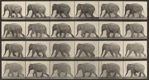 Numer rejestracyjny 733. Spacer na słoniach, 1887. autorstwa Eadweard Muybridge