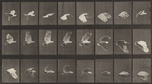 Numer rejestracyjny 758. Latająca kakadu, 1887. autorstwa Eadweard Muybridge