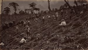 Założenie plantacji kawy w Antigua de Guatemala, 1875, publikacja 1877. autorstwa Eadweard Muybridge