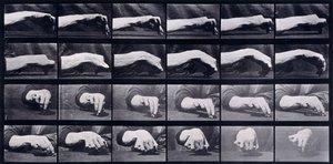 Studium ruchu ręki, ok. 1872-1885 autorstwa Eadweard Muybridge