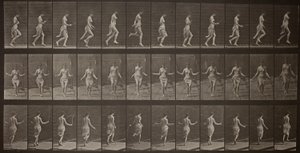 Ruch zwierząt, płyta 174 autorstwa Eadweard Muybridge