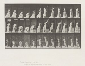 Lokomocja zwierząt, płyta 305 autorstwa Eadweard Muybridge