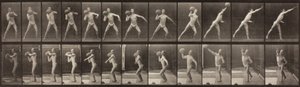 Lokomocja zwierząt, płyta 319, 1887 autorstwa Eadweard Muybridge
