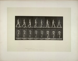 Poruszanie się zwierząt: samce miednicy, 1887 r. autorstwa Eadweard Muybridge