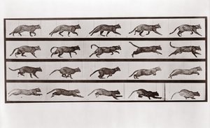 Kot kłus i galop, tabliczka 717 z Animal Locomotion, 1887 autorstwa Eadweard Muybridge