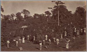 Zbiory kawy, Las Nubes, Gwatemala autorstwa Eadweard Muybridge
