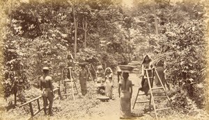 Zbiór kawy w San Isidro - wysokość 1000 stóp, Gwatemala autorstwa Eadweard Muybridge