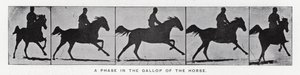 Eadweard Muybridge: Faza galopu konia (zdjęcie czarno-białe) autorstwa Eadweard Muybridge