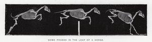 Eadweard Muybridge: Niektóre fazy skoku konia (zdjęcie czarno-białe) autorstwa Eadweard Muybridge