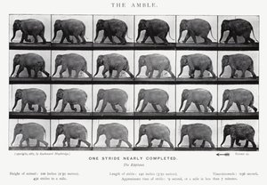 Eadweard Muybridge: The Amble (zdjęcie czarno-białe) autorstwa Eadweard Muybridge