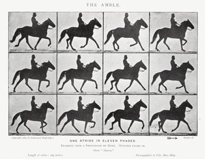 Eadweard Muybridge: The Amble (zdjęcie czarno-białe) autorstwa Eadweard Muybridge