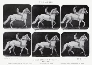 Eadweard Muybridge: The Amble autorstwa Eadweard Muybridge