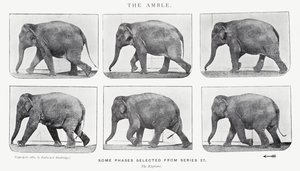 Eadweard Muybridge: The Amble autorstwa Eadweard Muybridge