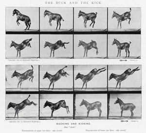 Eadweard Muybridge: The Buck and the Kick (zdjęcie czarno-białe)