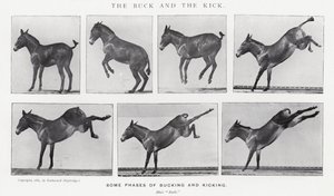 Eadweard Muybridge: The Buck and the Kick (zdjęcie czarno-białe) autorstwa Eadweard Muybridge