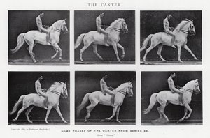 Eadweard Muybridge: Canter (zdjęcie czarno-białe) autorstwa Eadweard Muybridge