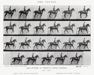 Eadweard Muybridge: Canter autorstwa Eadweard Muybridge