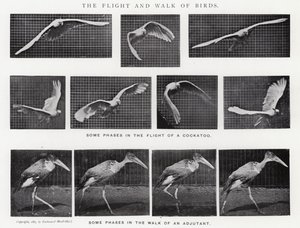 Eadweard Muybridge: Lot i spacer ptaków (zdjęcie czarno-białe)