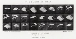 Eadweard Muybridge: Lot ptaków (zdjęcie czarno-białe) autorstwa Eadweard Muybridge