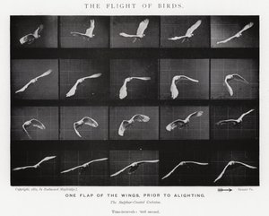 Eadweard Muybridge: Lot ptaków (zdjęcie czarno-białe) autorstwa Eadweard Muybridge