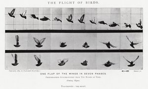 Eadweard Muybridge: Lot ptaków (zdjęcie czarno-białe) autorstwa Eadweard Muybridge