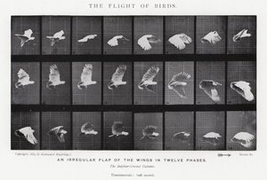 Eadweard Muybridge: Lot ptaków (zdjęcie czarno-białe) autorstwa Eadweard Muybridge