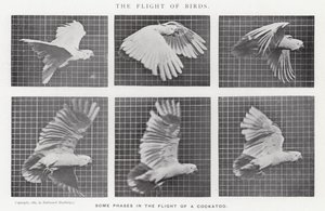 Eadweard Muybridge: Lot ptaków (zdjęcie czarno-białe)