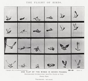 Eadweard Muybridge: Lot ptaków (zdjęcie czarno-białe) autorstwa Eadweard Muybridge