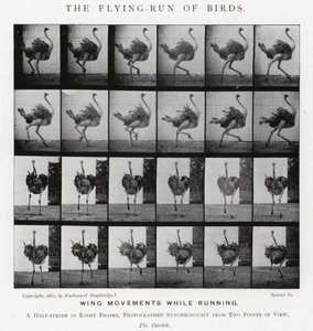 Eadweard Muybridge: Latający bieg ptaków (zdjęcie czarno-białe) autorstwa Eadweard Muybridge