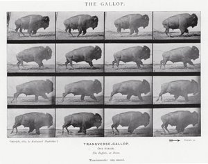 Eadweard Muybridge: Galop (zdjęcie czarno-białe) autorstwa Eadweard Muybridge