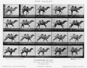 Eadweard Muybridge: Galop (zdjęcie czarno-białe) autorstwa Eadweard Muybridge