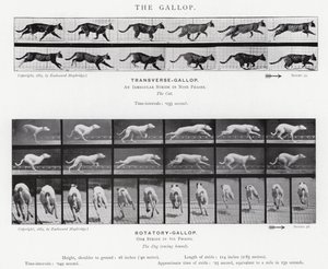 Eadweard Muybridge: Galop (zdjęcie czarno-białe) autorstwa Eadweard Muybridge