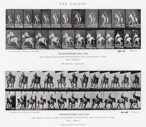 Eadweard Muybridge: Galop (zdjęcie czarno-białe) autorstwa Eadweard Muybridge