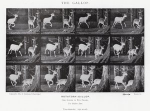 Eadweard Muybridge: Galop (zdjęcie czarno-białe) autorstwa Eadweard Muybridge