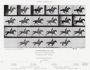 Eadweard Muybridge: Galop (zdjęcie czarno-białe) autorstwa Eadweard Muybridge