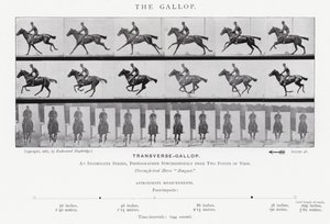 Eadweard Muybridge: Galop (zdjęcie czarno-białe) autorstwa Eadweard Muybridge