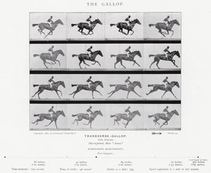 Eadweard Muybridge: Galop (zdjęcie czarno-białe) autorstwa Eadweard Muybridge