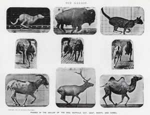 Eadweard Muybridge: Galop (zdjęcie czarno-białe) autorstwa Eadweard Muybridge