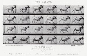 Eadweard Muybridge: Galop (zdjęcie czarno-białe) autorstwa Eadweard Muybridge