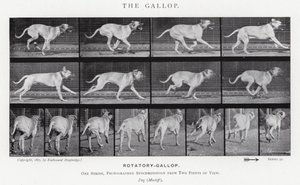 Eadweard Muybridge: Galop (zdjęcie czarno-białe) autorstwa Eadweard Muybridge