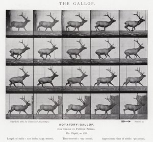 Eadweard Muybridge: Galop (zdjęcie czarno-białe) autorstwa Eadweard Muybridge