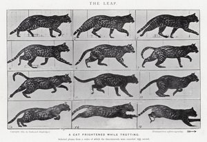 Eadweard Muybridge: Skok (zdjęcie czarno-białe) autorstwa Eadweard Muybridge