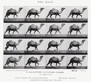 Eadweard Muybridge: The Rack (zdjęcie czarno-białe) autorstwa Eadweard Muybridge